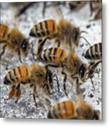 Honey Bees Fanning After Storm Metal Print