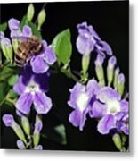 Honeybee On Golden Dewdrop Ii Metal Print