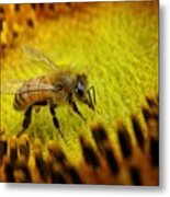 Honeybee On Sunflower Metal Print