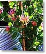 Honeysuckle Hummingbird Metal Print