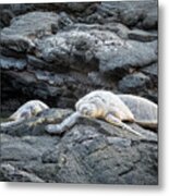 Honu Or  Hawaiian Green Sea Turtles Metal Print