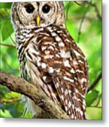 Hoot Owl Metal Print