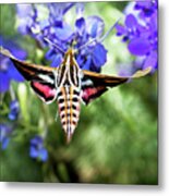 Horned Moth Metal Print