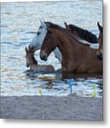 Horse 6 Metal Print