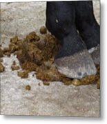 Horse Manure Metal Print