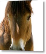 Horse Of Course Metal Print