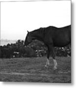 Horse On Horse Hill Metal Print