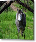 Horse's Arch Metal Print