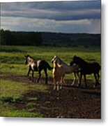 Horses Metal Print