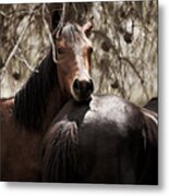 Horses Metal Print