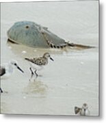 Horseshoe Crab With Migrating Shorebirds Metal Print