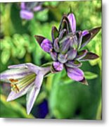 Hosta Blooms Metal Print