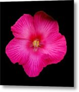 Hot Pink Hibiscus Metal Print