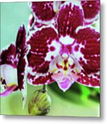 Hot Pink Moth Orchid Close Up Metal Print