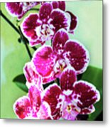 Hot Pink Moth Orchid Metal Print