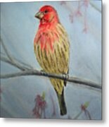 House Finch Metal Print