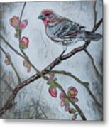 House Finch Metal Print