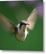 Hovering Hummingbird Metal Print