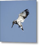 Hovering Of White Pied Kingfisher Metal Print