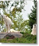 Howling Arctic Wolves Metal Print