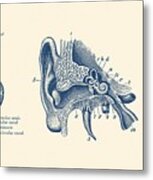 Human Ear Anatomy Diagram - Vintage Print Metal Print