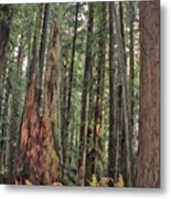 Humboldt Redwoods Metal Print