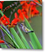 Hummer Lunch Metal Print