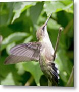 Hummingbird 36 Metal Print
