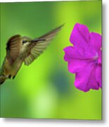 Hummingbird And Flower Metal Print