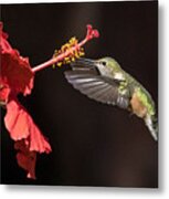 Hummingbird And Hibiiscus Metal Print