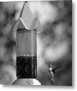 Hummingbird - Bw Metal Print