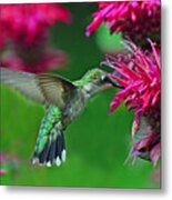 Hummingbird Gathering Nectar Metal Print