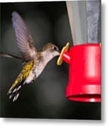 Hummingbird Gets A Drink Metal Print