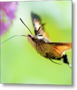 Hummingbird Hawk-moth Metal Print
