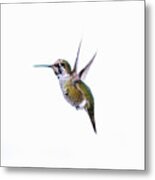 Hummingbird In Flight Metal Print