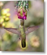 Hummingbird On Cholla Cactus Metal Print