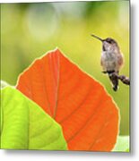 Hummingbird Orange Leaf Metal Print