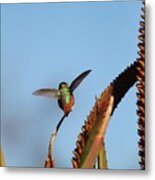 Hummingbird Yoga Metal Print