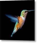 Hummming Bird Metal Print