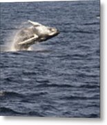 Humpback Whales, Stellwagen Bank National Marine Sanctuary #2 Metal Print