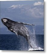 Humpback  Whale In A Full Breach, April 10, 2017 Photo By Pat Hathaway Metal Print