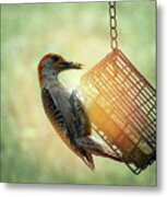 Hungry Woodpecker Metal Print
