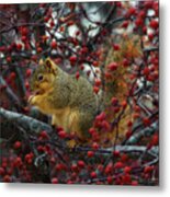 Hungry Squirrel - Squirrel Dining On  Brilliant Red Crabapples In Late Autumn Metal Print