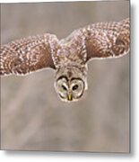 Hunting Barred Owl Metal Print