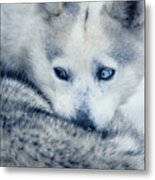 Husky Curled Up Metal Print