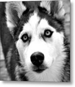 Husky Pup Metal Print