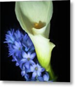 Hyacinth And Calla Lily Metal Print