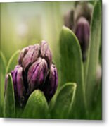 Hyacinth For Micah Metal Print