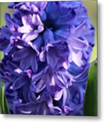 Hyacinth Highlights Metal Print