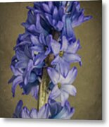 Hyacinth Metal Print